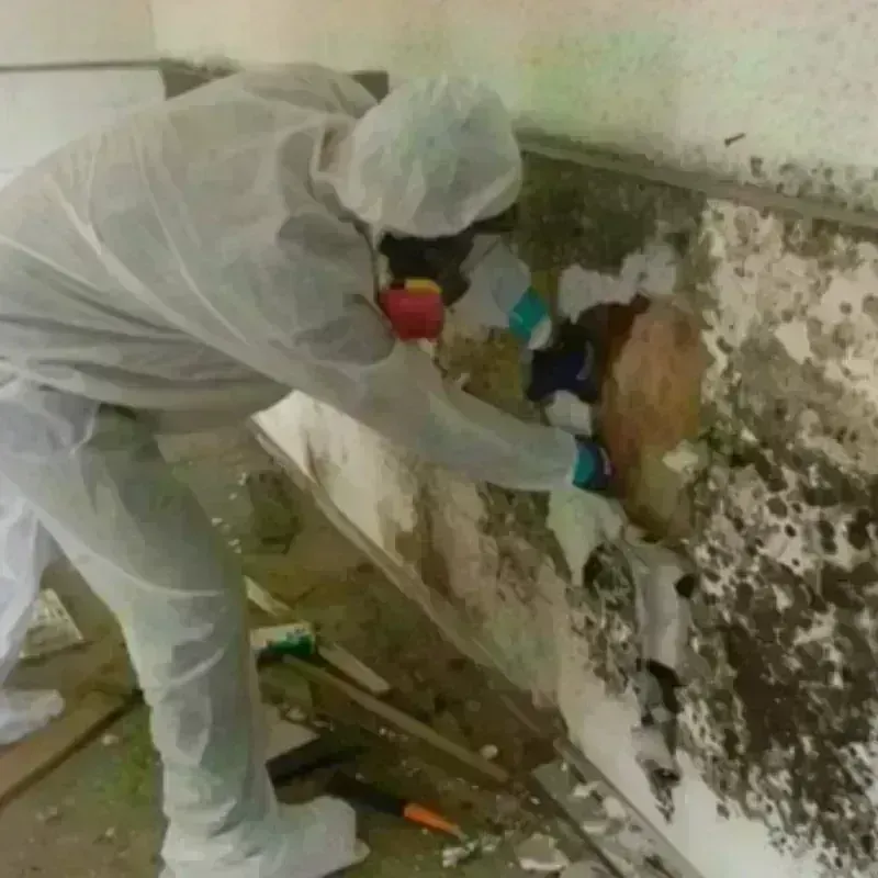 Mold Remediation and Removal in Los Llanos, PR